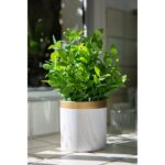 11” Faux Tea Leaf Plant in Ceramic Planter - Chic Decora