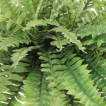 18” Faux Fern Plant - Chic Decora