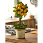 18” Faux Topiary in Ceramic Planter - Chic Decora