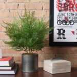 19.5” Foliage Plant - Chic Decora