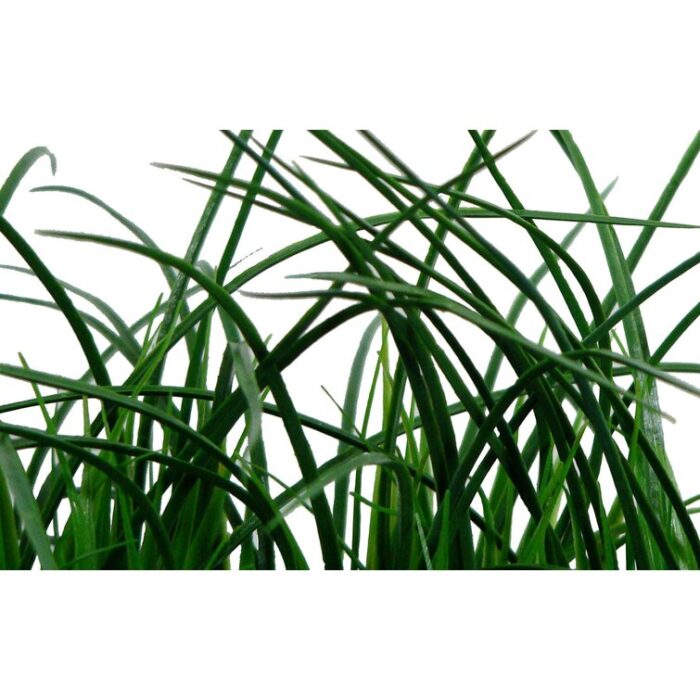 22” Faux Onion Grass Plant in Wood Planter - Chic Decora