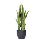 27” Faux Snake Plant (Sansevieria) Plant in Pot - Chic Decora