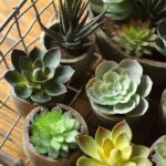 3” Faux Succulent Plant in Pot - Chic Decora