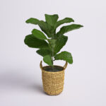 36” Faux Fiddle Leaf Fig Plant in Wicker/Rattan Basket - Chic Decora