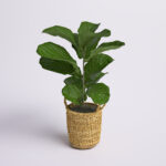 36” Faux Fiddle Leaf Fig Plant in Wicker/Rattan Basket - Chic Decora