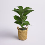 36” Faux Fiddle Leaf Fig Plant in Wicker/Rattan Basket - Chic Decora