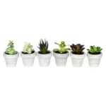 4” Faux Succulent Plant in Ceramic Pot - Chic Decora