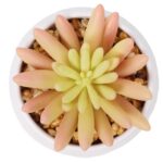 4” Faux Succulent Plant in Pot - Chic Decora