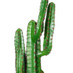 45″ Artificial Green Finger Cactus in 8″ Black Pot - Chic Decora