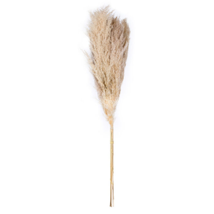 46” Pampas Grass Plant - Chic Decora