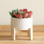 5.5” Faux Succulent Plant in Ceramic Pot - Chic Decora