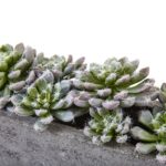 5.5” Faux Succulent Plant in Stone Planter - Chic Decora