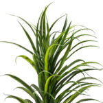 56″ Artificial Faux Dracaena Foliage Spider Plant in Planter - Chic Decora