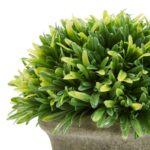 7.5″ Potted Podocarpus - Chic Decora