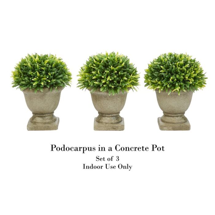 7.5″ Potted Podocarpus - Chic Decora