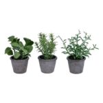 7” Faux Herbs Plant in Pot - Chic Decora