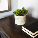 8” Succulent Plant - Chic Decora