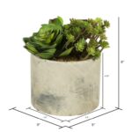 8” Succulent Plant - Chic Decora