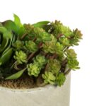 8” Succulent Plant - Chic Decora