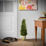 Swader 24” Boxwood Topiary in Ceramic Urn - Chic Decora