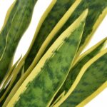 Artificial Sansevieria Plant with Pot Green - Chic Decora