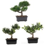 Bonsai 8.5” Faux Bonsai Plant in Planter - Chic Decora