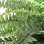 Boston 6” Faux Fern Plant - Chic Decora