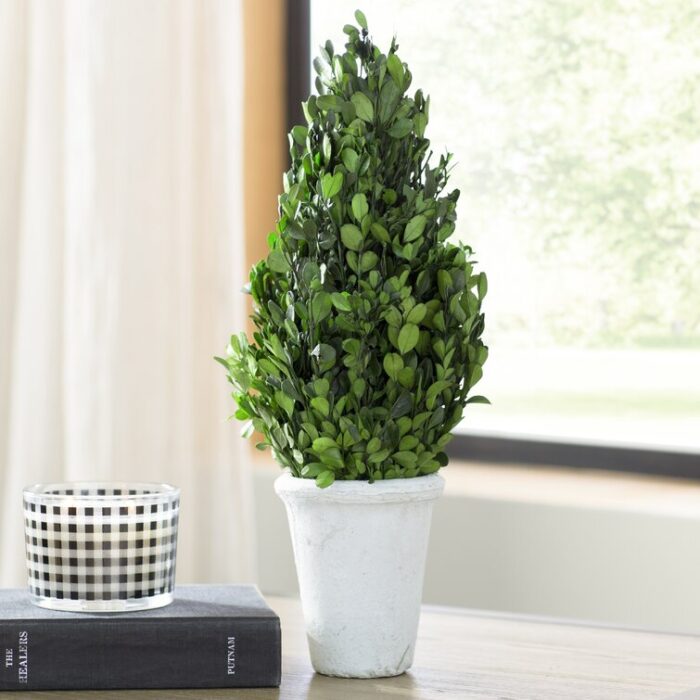 Boxwood Topiary in Stone Pot - Chic Decora