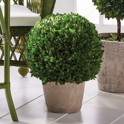 Boxwood Topiary in Terracotta Pot - Chic Decora