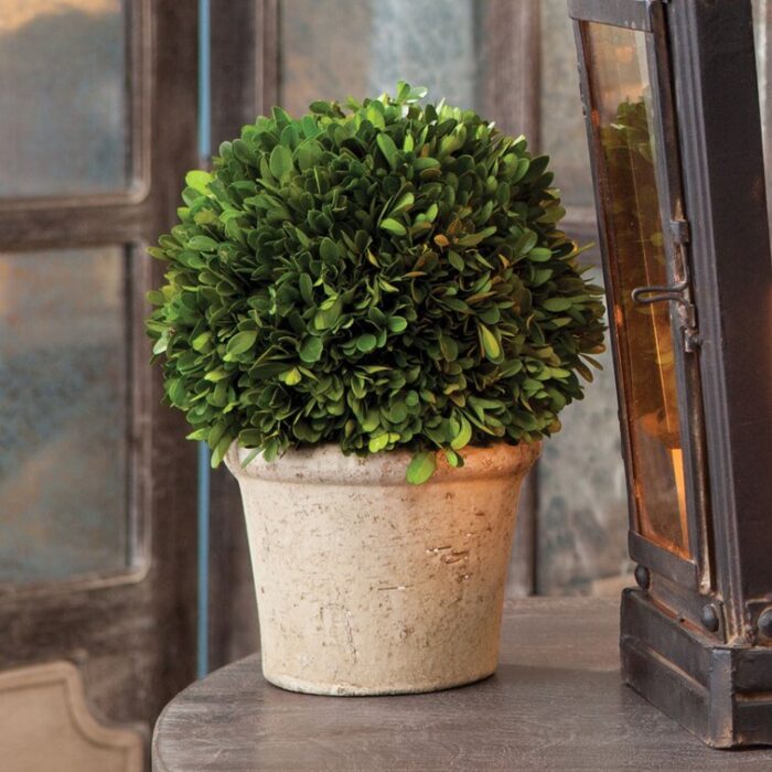 Boxwood Topiary in Terracotta Pot - Chic Decora