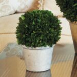 Boxwood Topiary in Terracotta Pot - Chic Decora