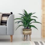 Callender 24” Faux Dracaena Plant in Wicker/Rattan Basket - Chic Decora