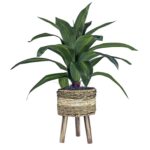 Callender 24” Faux Dracaena Plant in Wicker/Rattan Basket - Chic Decora