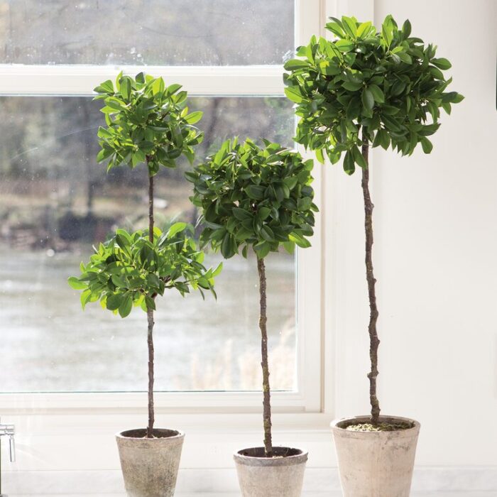 Cuomo 31” Faux Ficus Topiary in Ceramic Pot - Chic Decora