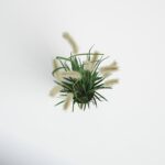 Faux Dogtail Grass in Pot - Chic Decora