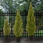 Herodias Faux Cedar Topiary in Pot - Chic Decora