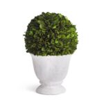 Katrina 9.8” Boxwood Plant in Ceramic Vase - Chic Decora