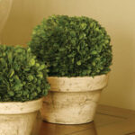 Katrina 9.8” Boxwood Plant in Ceramic Vase - Chic Decora