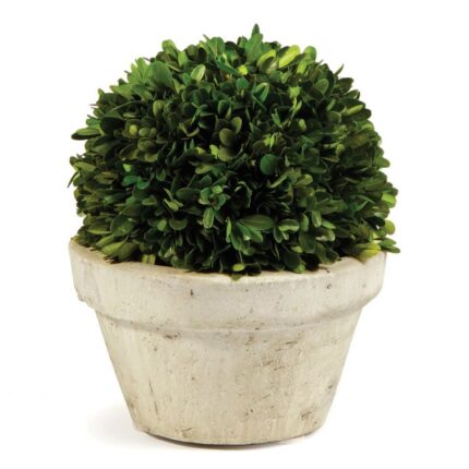 Katrina 9.8” Boxwood Plant in Ceramic Vase - Chic Decora