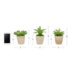 Miniature Plant Paradise3-Piece Lifelike Potted Faux Succulent Arrangement - Chic Decora