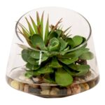 Succulent Arrangement with Sedum, Marginata and Cactus - Chic Decora