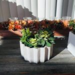 Succulent Plant in Planter in Planter - Chic Decora