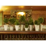 Swader 7” Boxwood Topiary in Ceramic Decorative Vase - Chic Decora