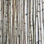 Wilson White Birch Pole Packs - Chic Decora