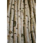 Wilson White Birch Pole Packs - Chic Decora