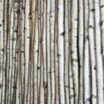 Wilson White Birch Pole Packs - Chic Decora