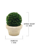 Boxwood Topiary in Ceramic Pot - Chic Decora