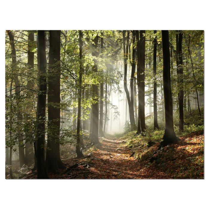 ” ‘Green Fall Forest With Sun Rays’ “ - Chic Decora