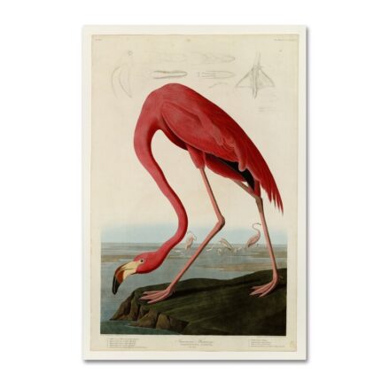 ” American Flamingo ” by James Audubon - Chic Decora