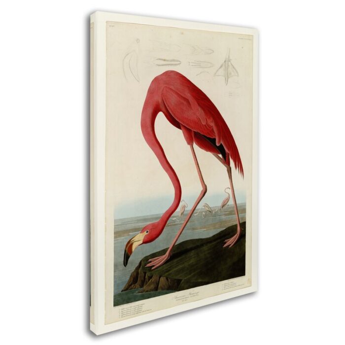 ” American Flamingo ” by James Audubon - Chic Decora